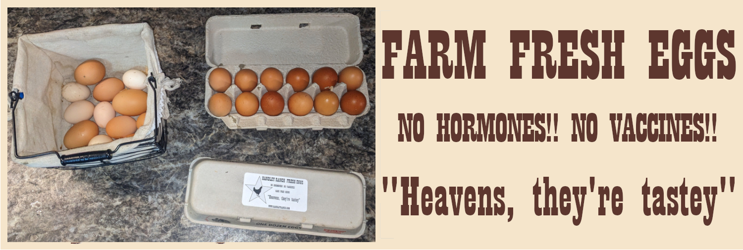 Fresh Eggs