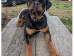 Vogue