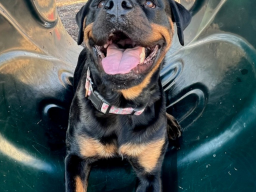 Stella